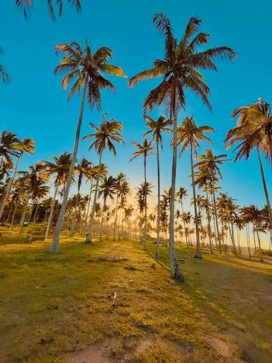 Deslocamento Ibiraçu → Coqueiral de Aracruz